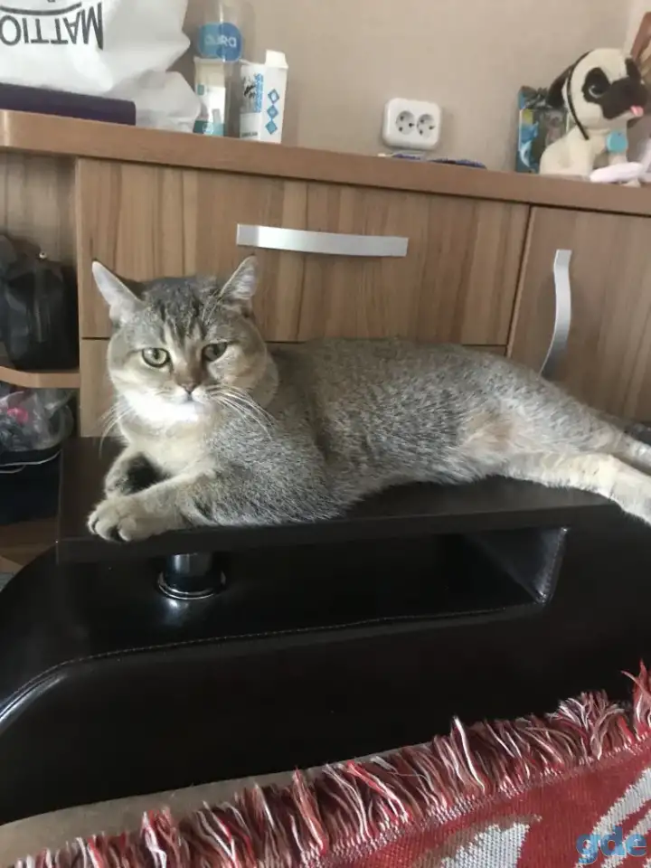 Продам кота, фотография 3