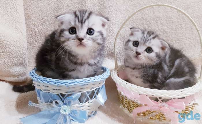 Вислоухие шотландские котята., фотография 3
