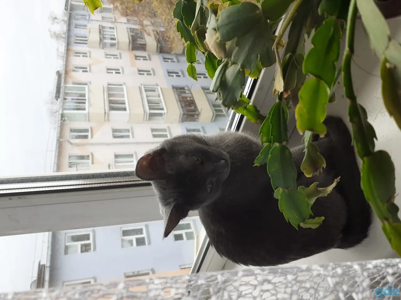 Отдам котят, фотография 3