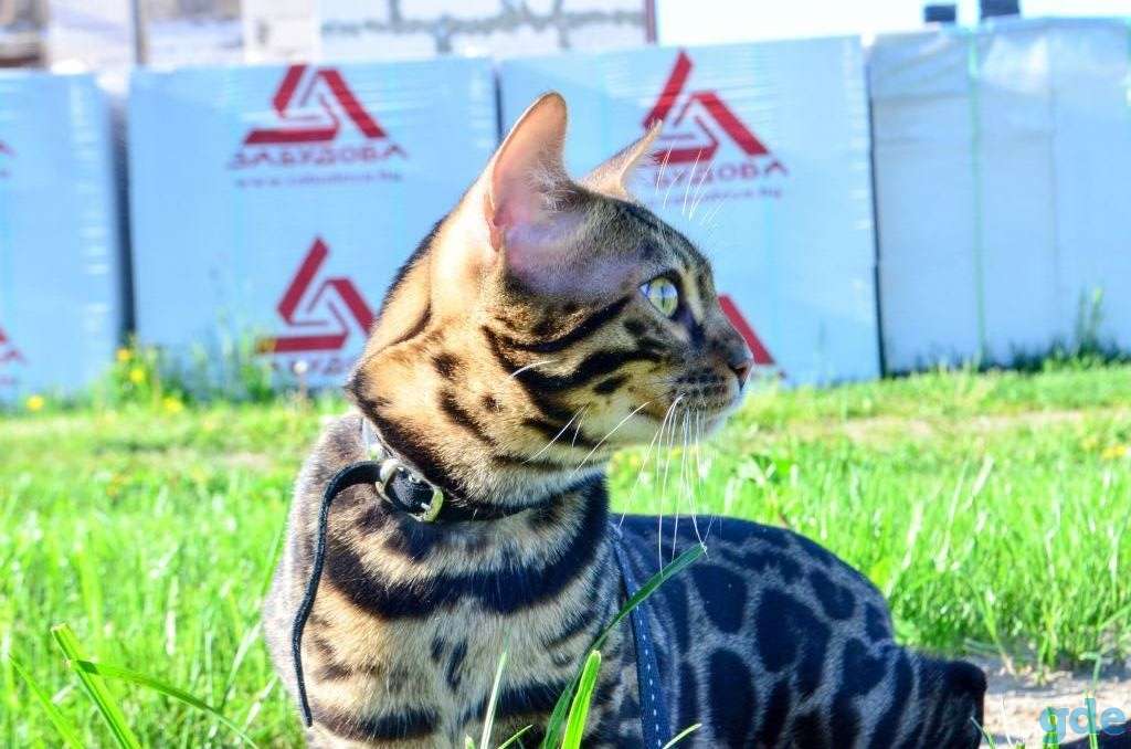 Подрощенный угольный бенгальский котенок, фотография 2