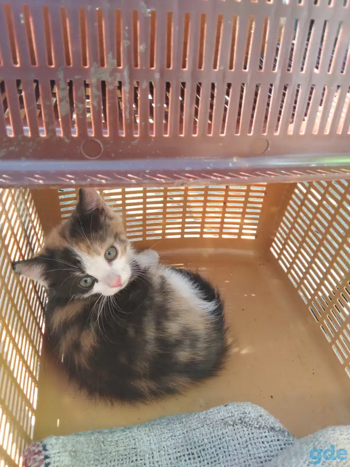 Котята девочки бесплатно, фотография 1