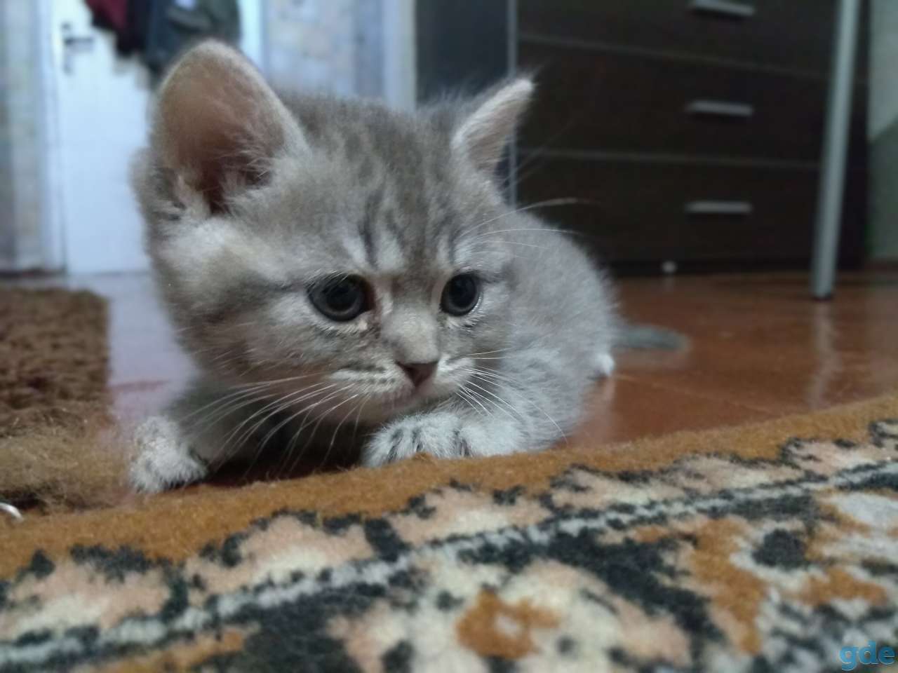 Шотландские котята, фотография 10