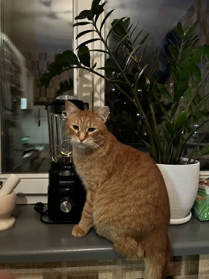 Котик в добрые руки, фотография 2