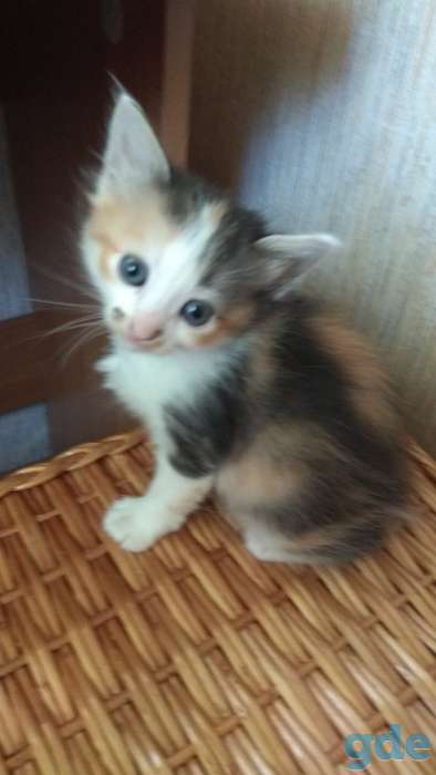 Котята в добрые руки., фотография 6
