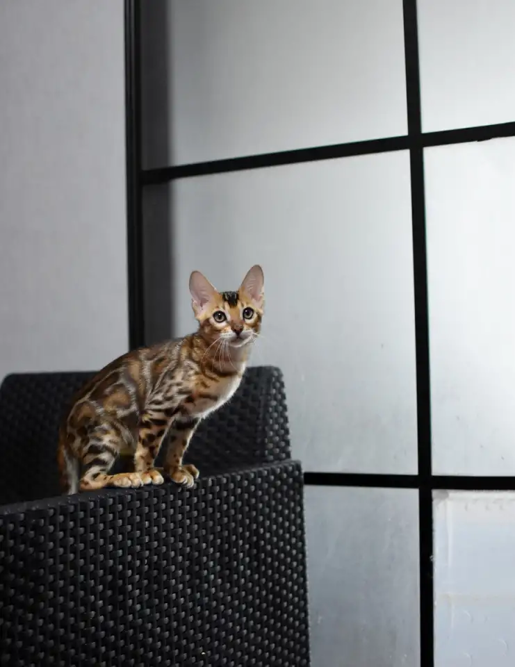 Лучшие бенгальские котята, фотография 5