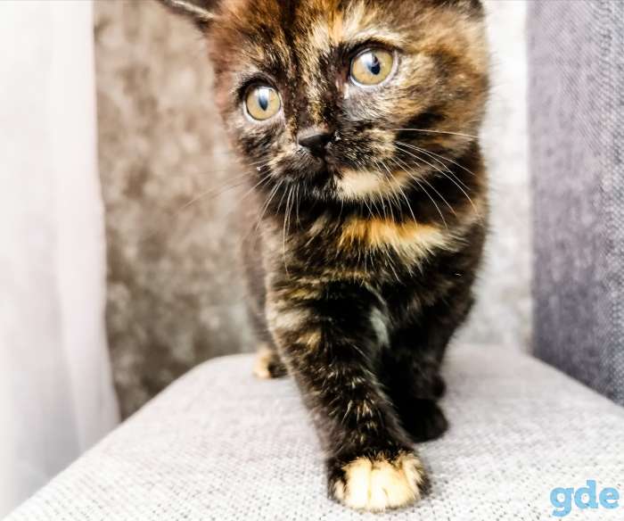 Шотландские котята .  Черепаховая кошка, фотография 1
