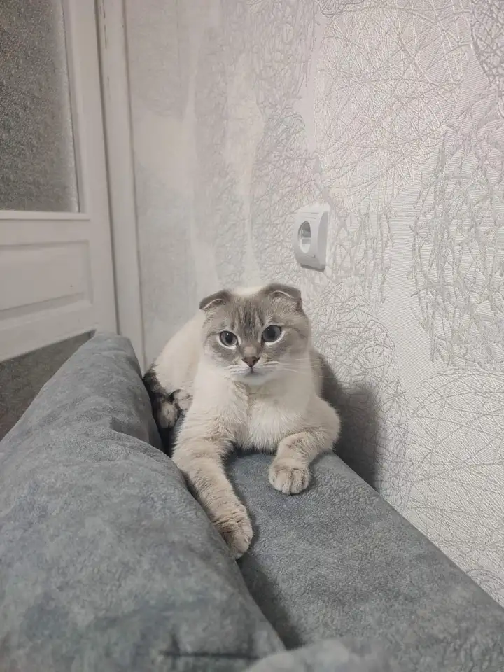 Отдам в хорошие руки, фотография 1