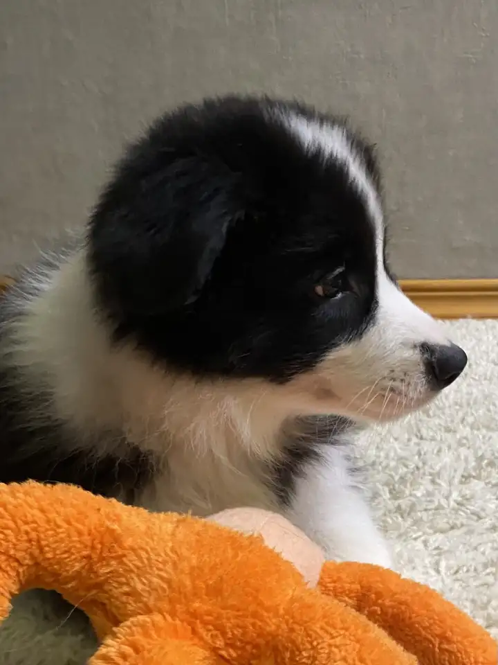 Щенок Бордер колли, фотография 2