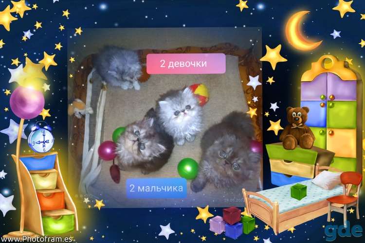 Персидские котята экстремального типа чистокровные.Персы.Котята., фотография 1