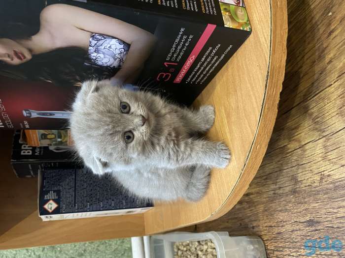 Британские котята, фотография 3