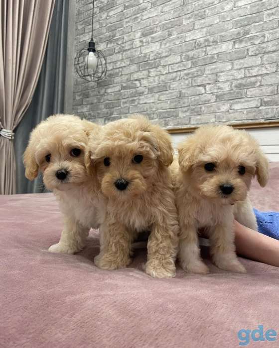 Продам щенков Мальтипу Тедди, фотография 3