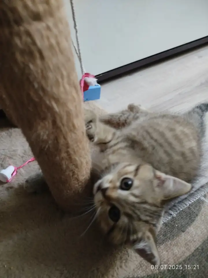 Шотландские котята, фотография 5