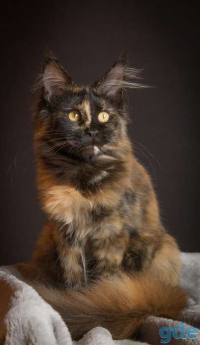 Котёнок мейн кун, фотография 1