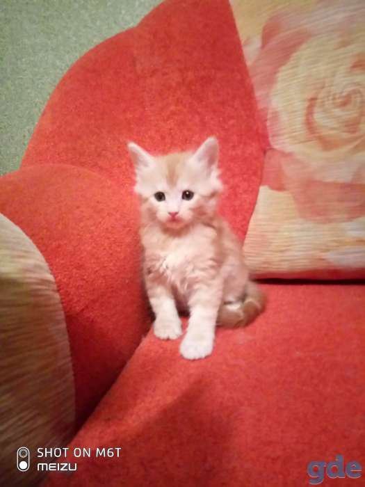 Котята Мейн кун, фотография 1
