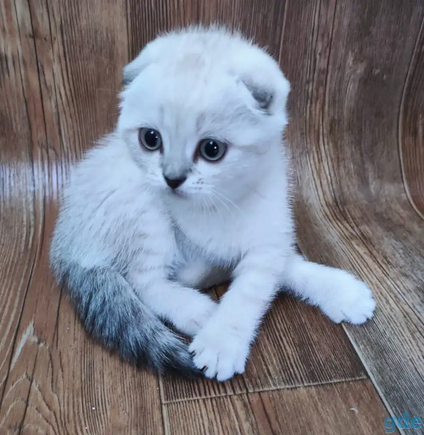 Шотландские котята, фотография 7
