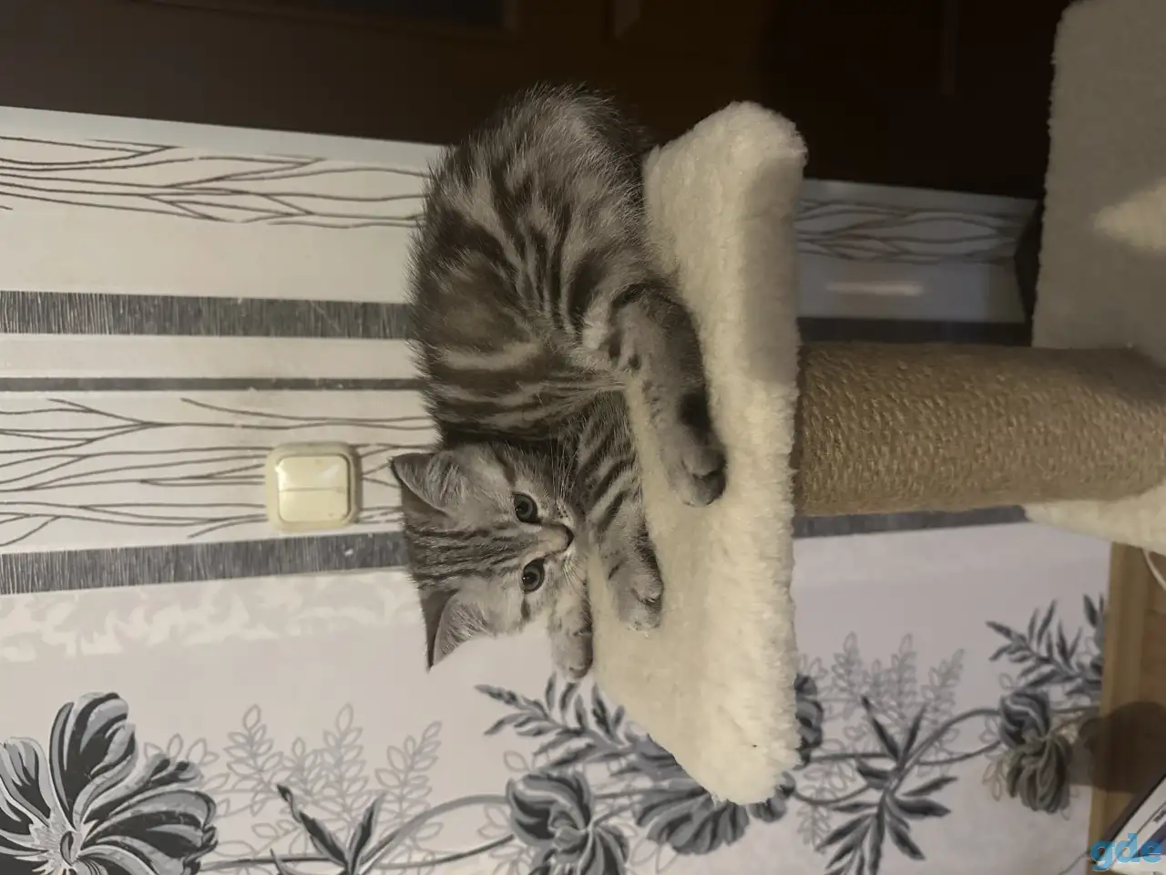 Шотландские котята, фотография 4