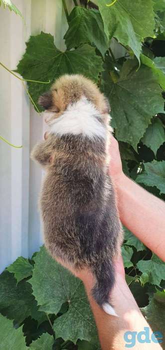 Щенки вельш корги пемброк, фотография 3