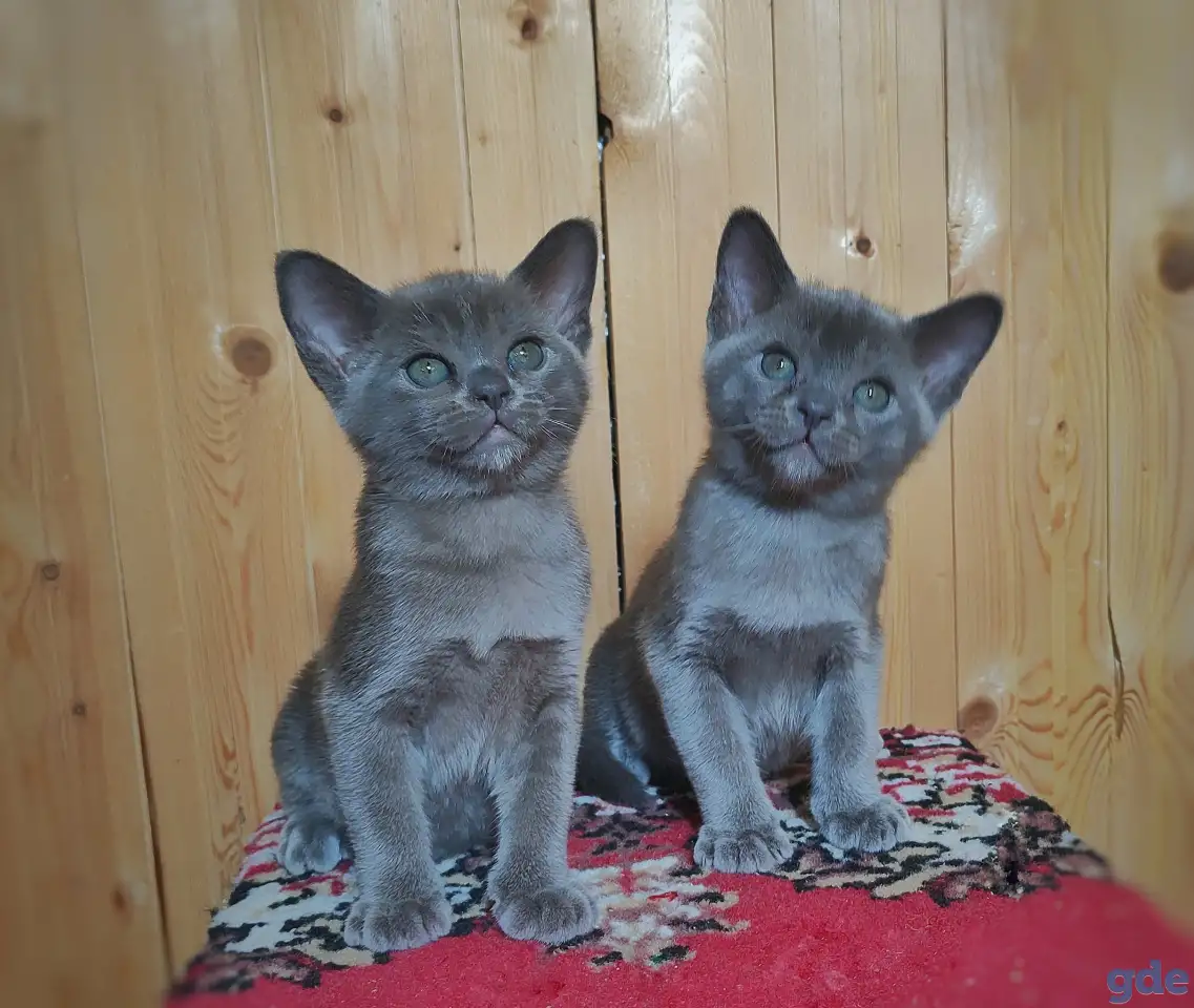 Котята европейской бурмы, фотография 8