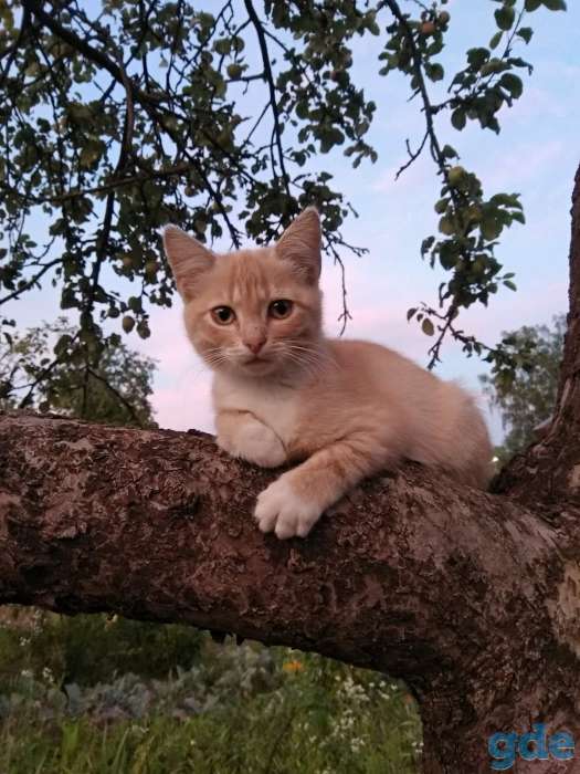Котята в дар! Минск!, фотография 3