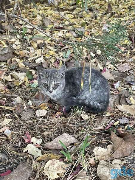 Котята ищут дом или передержку, фотография 1