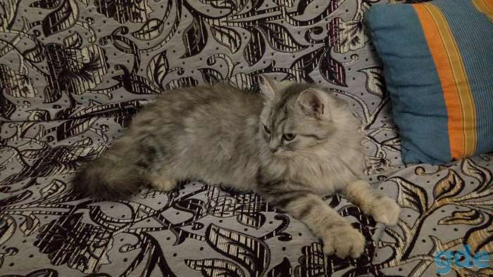 Внимание! Пропала кошка, фотография 2