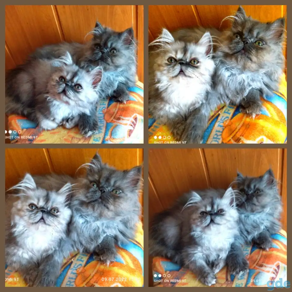 Персидский мальчик Зайчик. Персы. Котята., фотография 12