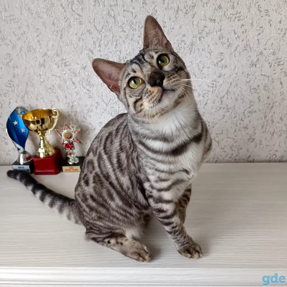 Бенгальские котята, фотография 3