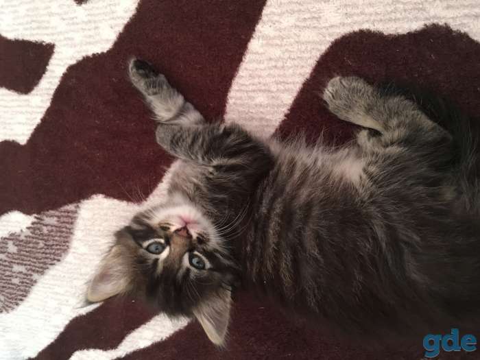 Котята, фотография 2