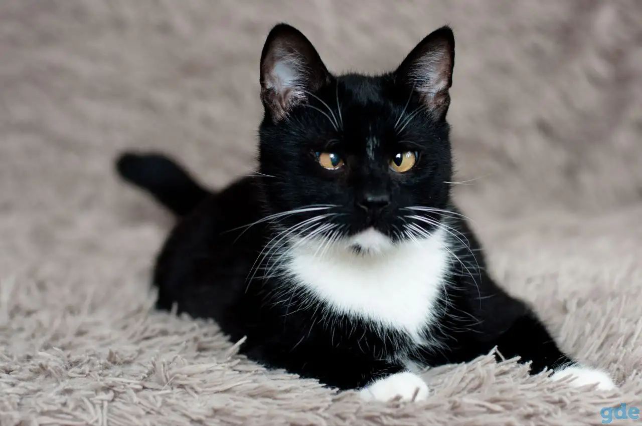 Котик в дар, фотография 3