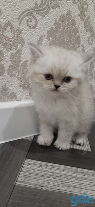 Шотландский котик, фотография 1