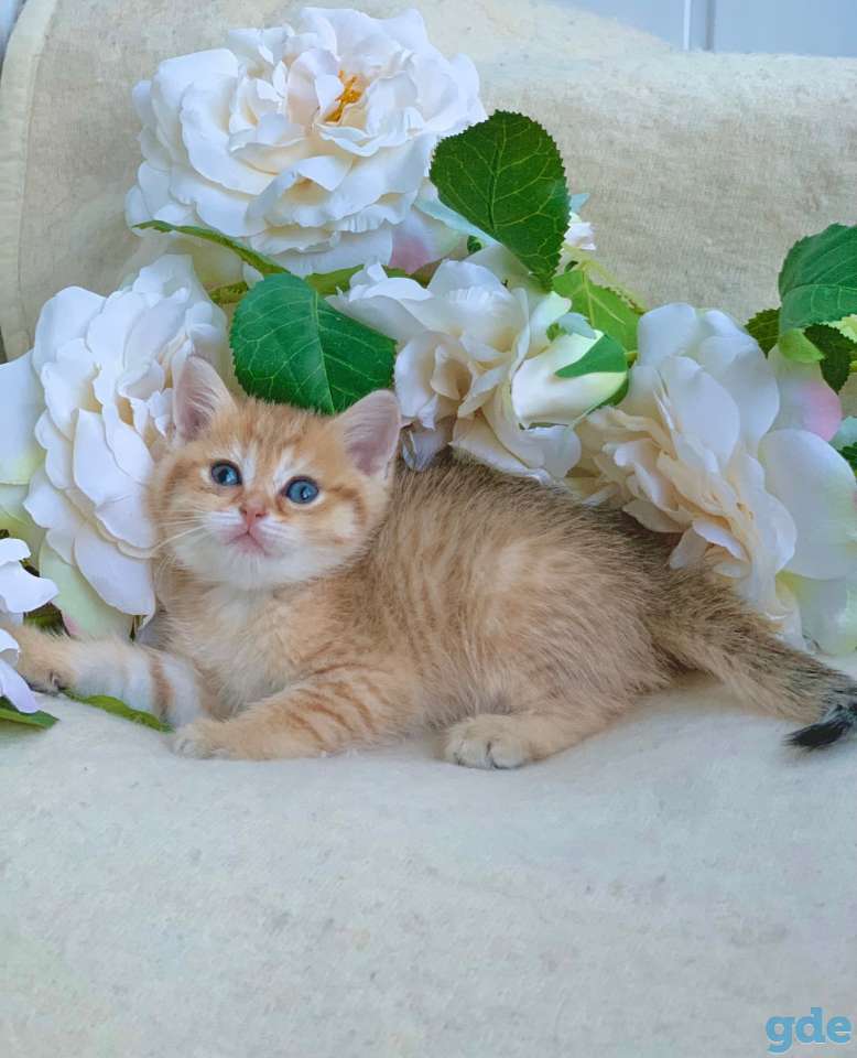 Котята шотландские ЗОЛОТАЯ ШИНШИЛЛА цена снижена!, фотография 8