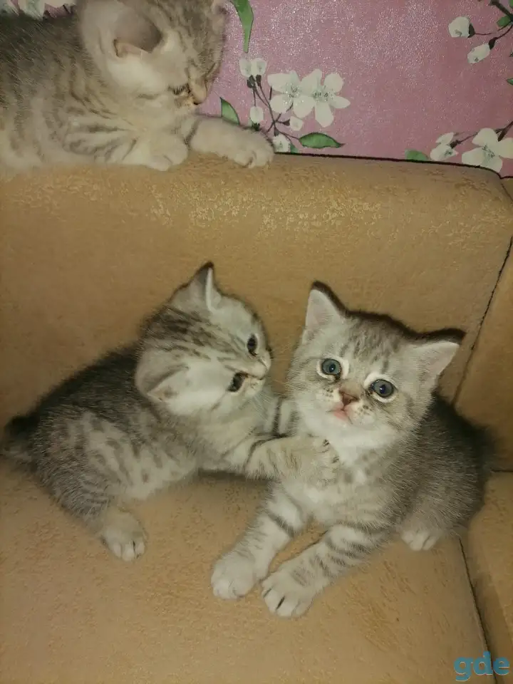 Продам шотландских котят.Скотиш фонд (серебристая шиншилла ).Побробное описание в лс., фотография 3
