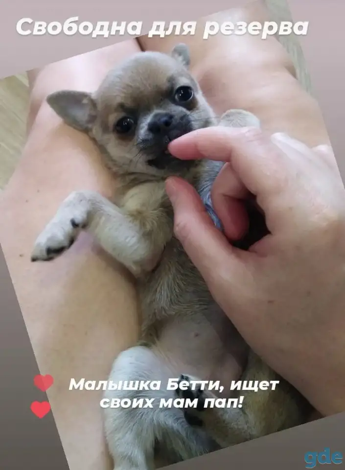 Щенки чихуахуа, фотография 3