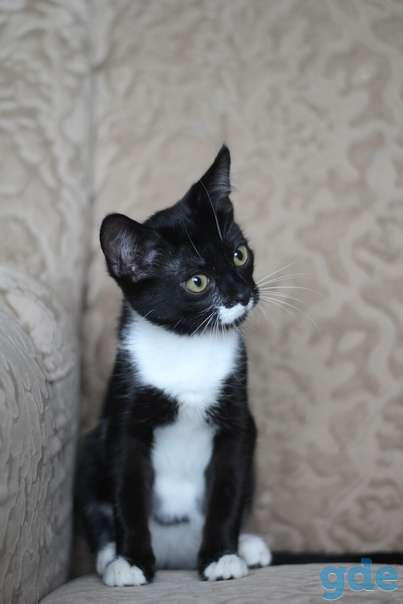 Котенок ищет дом, фотография 3