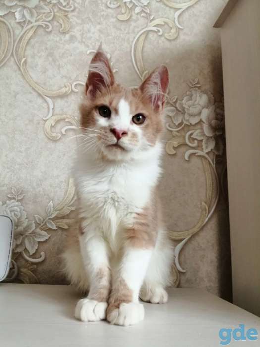 Котенок, фотография 2