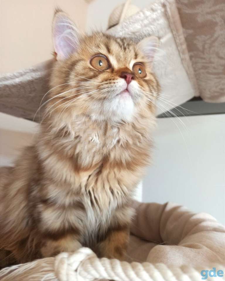 Скоттиш Страйт Девочка, фотография 4