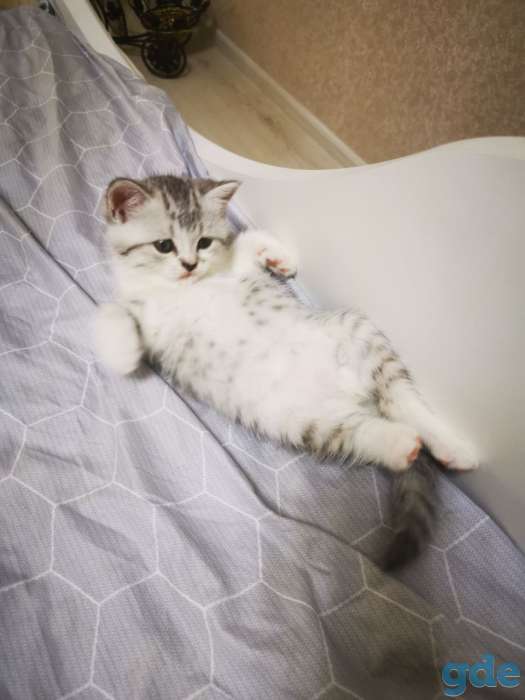 Шотландская кошечка, фотография 5