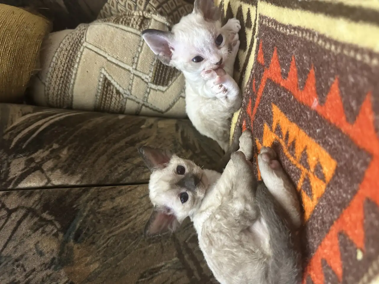 Котята Девон рекс, фотография 8