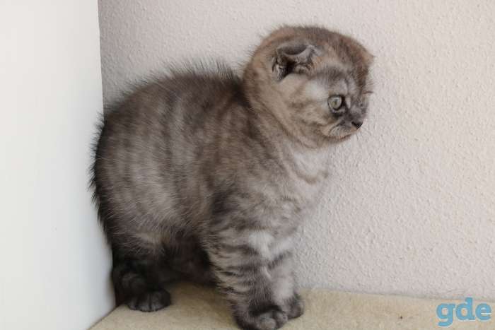 Шотландский вислоухий котенок, фотография 3