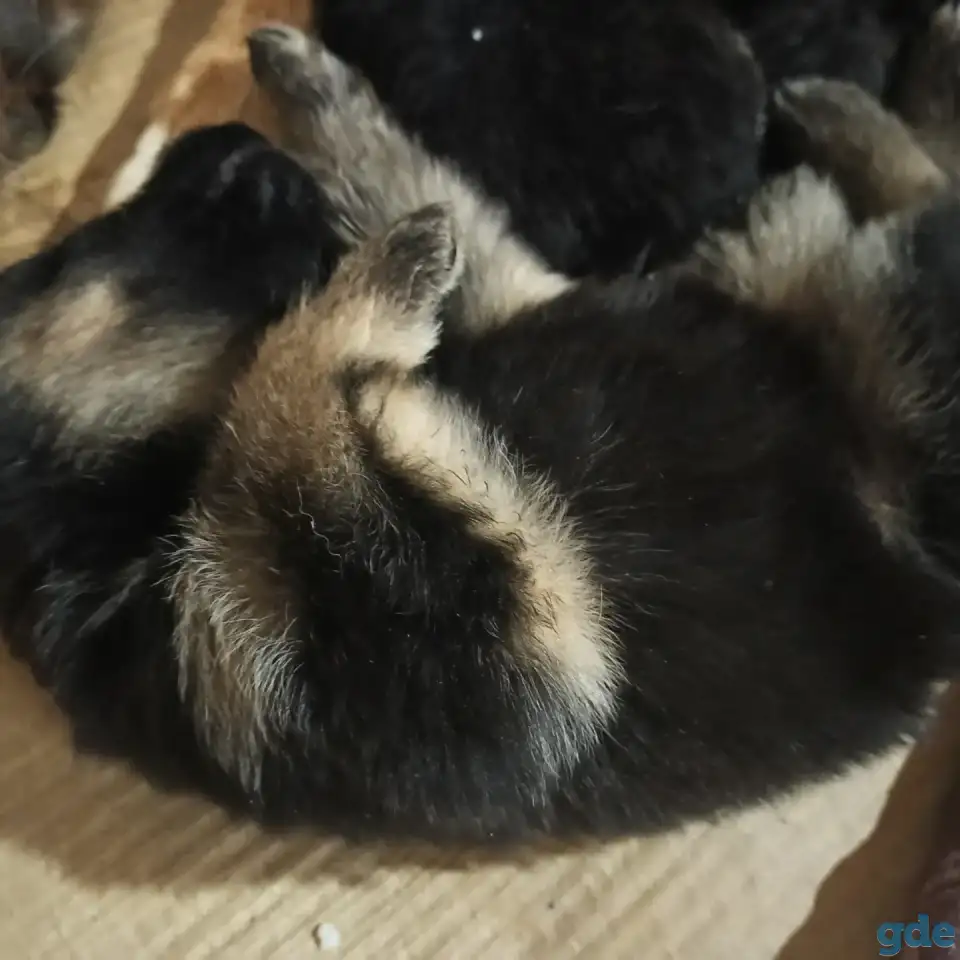Щенки Немецкой овчарки, фотография 2