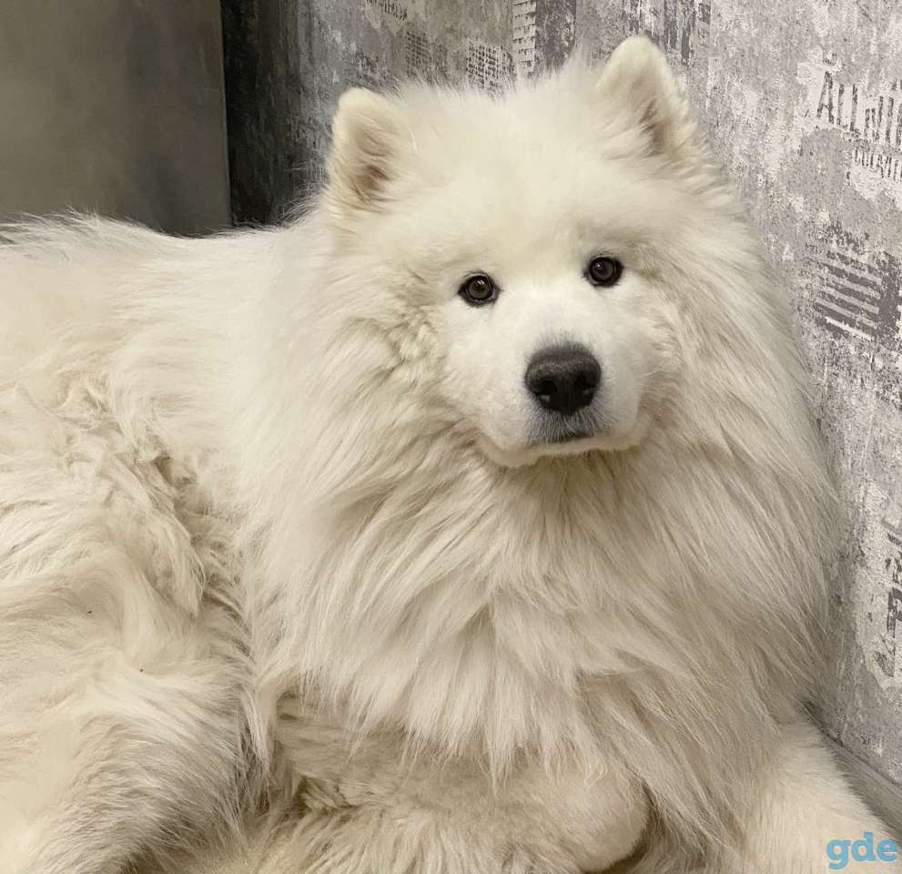 Высокопородные девочки самоеда для семьи и выставок ждут свою семью, фотография 2