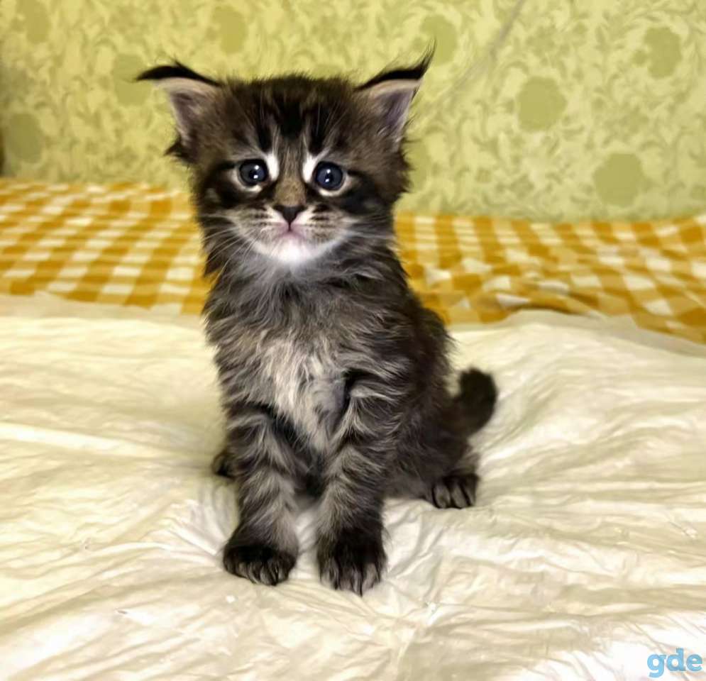 кошка мейн кун, фотография 3