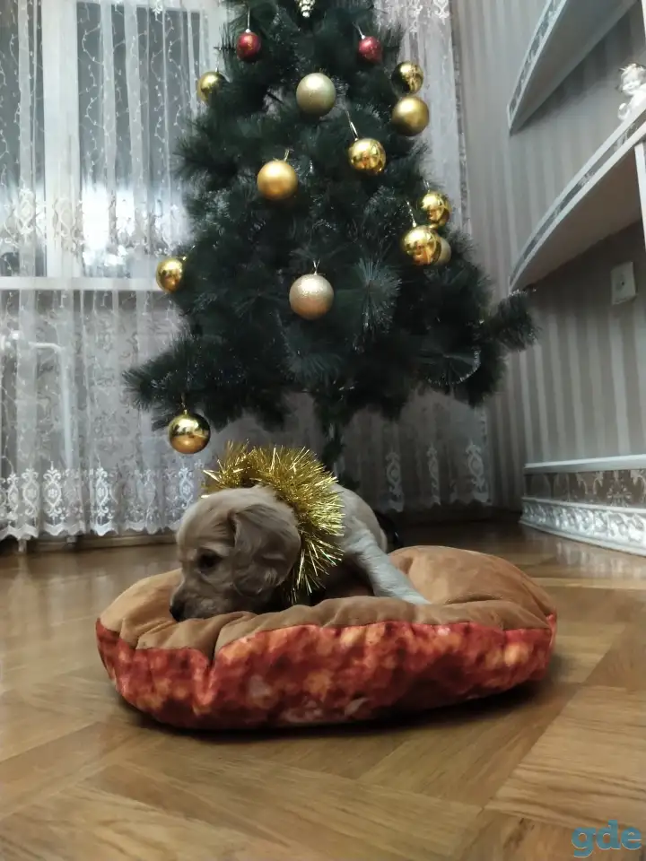 Щенки английского кокер спаниеля, фотография 2
