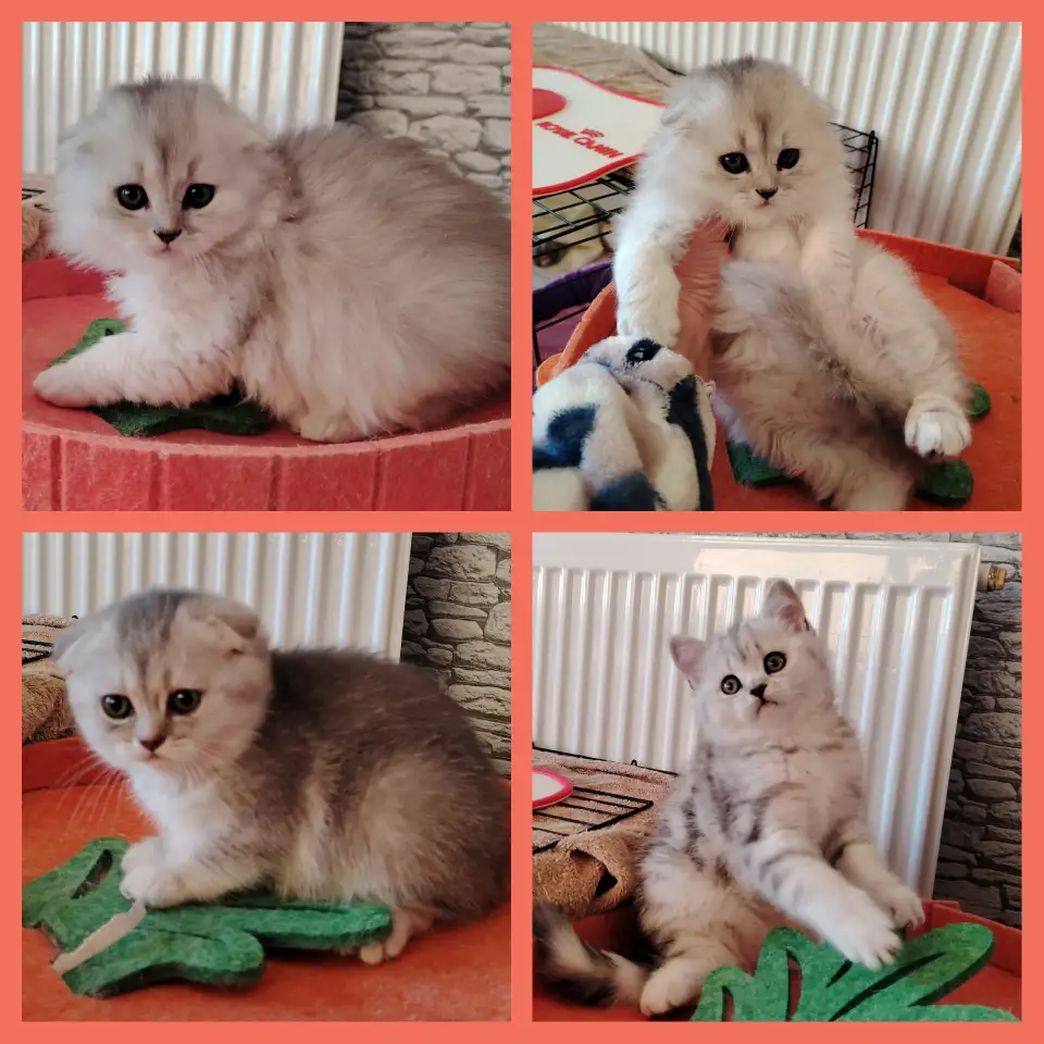 Котята страйты и фолды., фотография 2