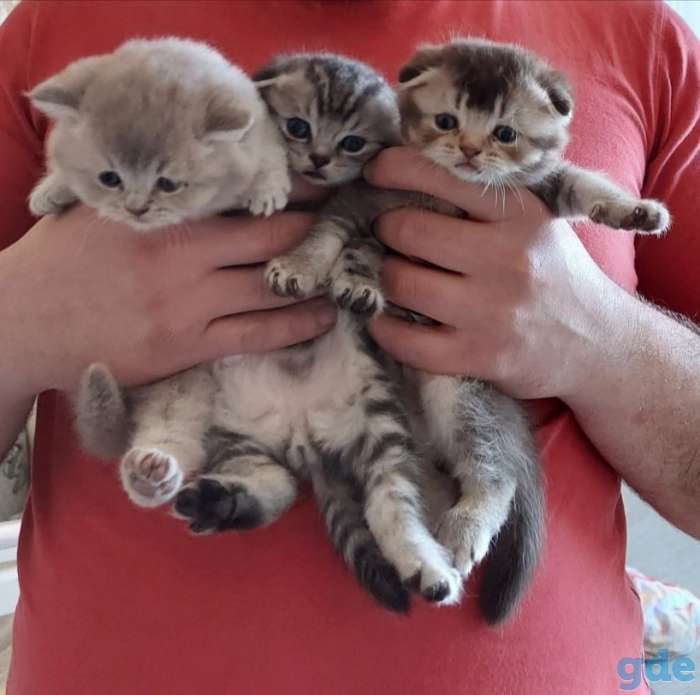 Шотландские котики, фотография 2