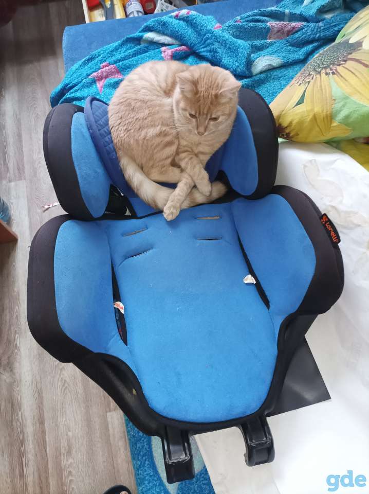 Котята, фотография 6