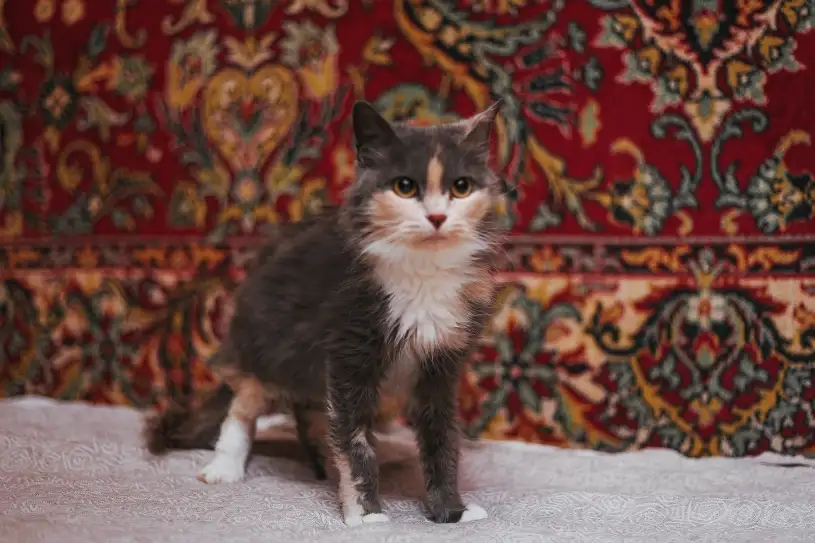 Сладкая кошечка Луна ищет дом!, фотография 3