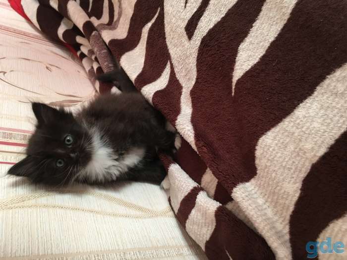 Котята, фотография 8