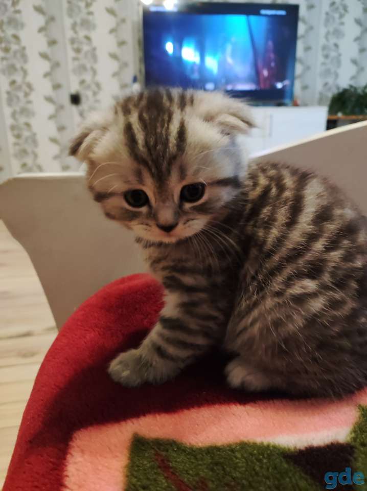 Шотландский вислоухий котенок, фотография 5