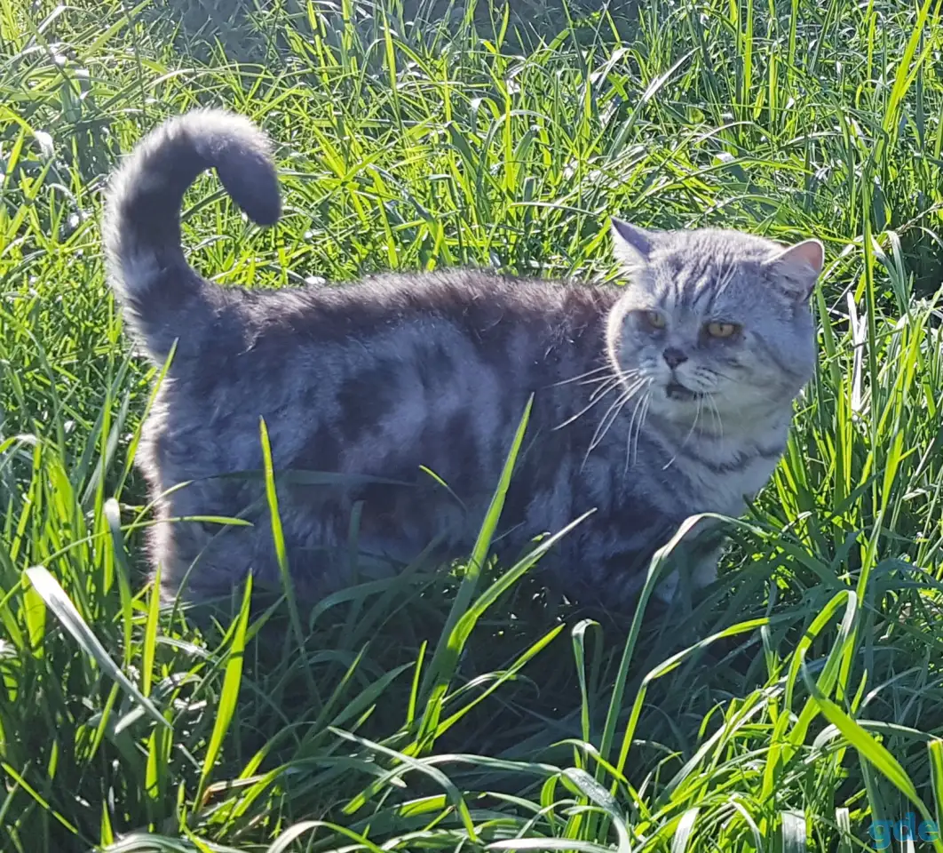 Шотландский кот,вязка., фотография 3